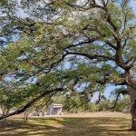 Hope for Spring: Texas Trees Opening Reception