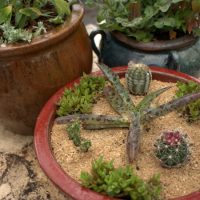 Container Gardening (Family-Friendly)